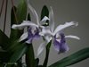 Lc. «Prinsesse Benedikte»( Orchidegartneriet-Hans Christiansen)